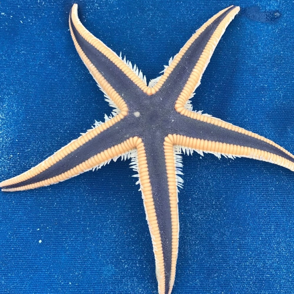 Meet your Posher, Deedee